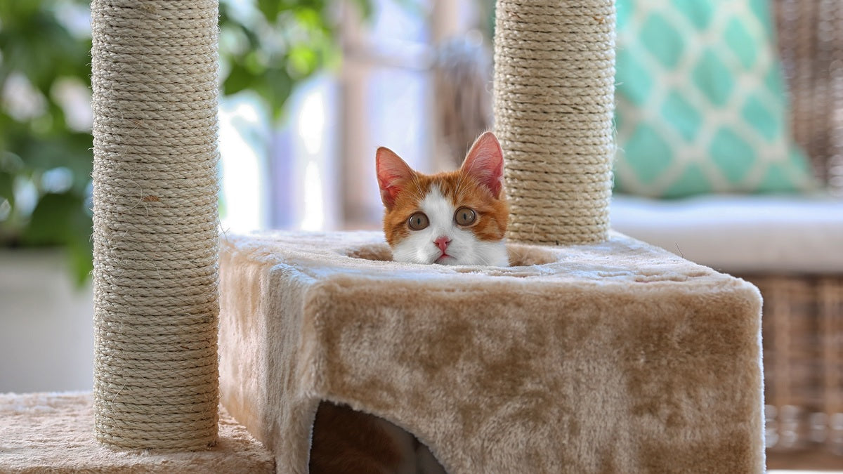The Magic of Cat Trees: How They Help Give Your Feline Friend a Happy Home UK PET HOUSE