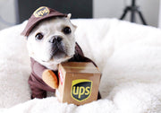 Funny UPS & Express Pet Dog Cat Costume – Delivery Outfit for Small Dogs and Cats UK PET HOUSE