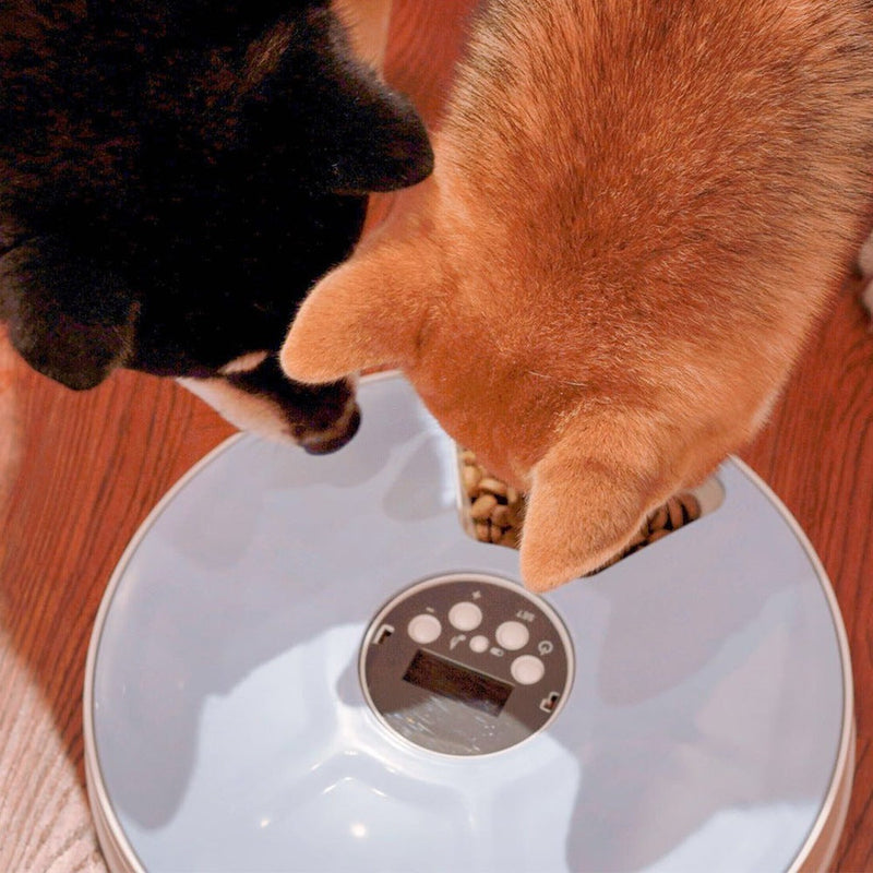 4PAWslife 6 Grids Pet Timing Feeder with Voice Recorder UK PET HOUSE