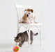 Wicked Intelligent Ball USB Pet Toys (Remote control) UK PET HOUSE
