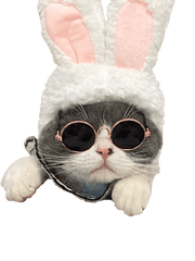 Cat Props UK PET HOUSE