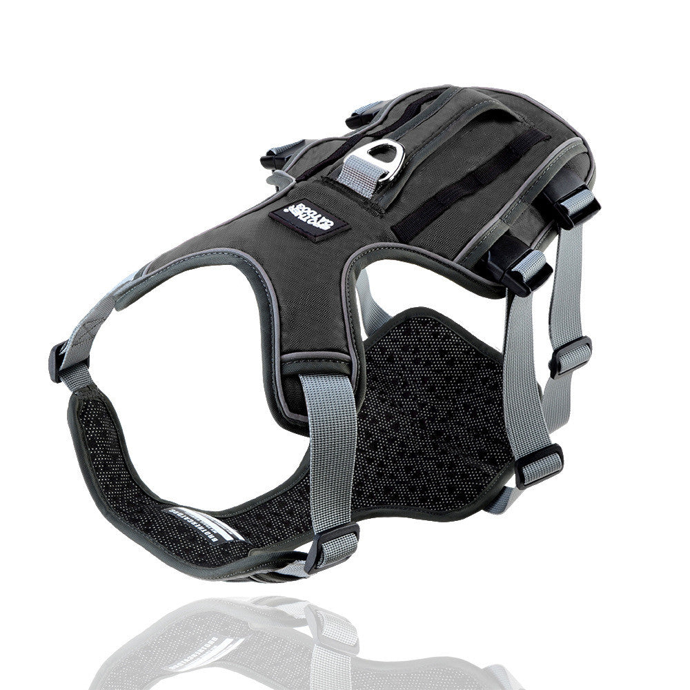 Collars & Leashes