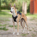 Dog Chest Harness Vest Type Traction Rope UK PET HOUSE