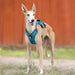 Dog Chest Harness Vest Type Traction Rope UK PET HOUSE