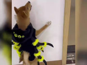 Pet Cat Dog Halloween Spider Costume eprolo