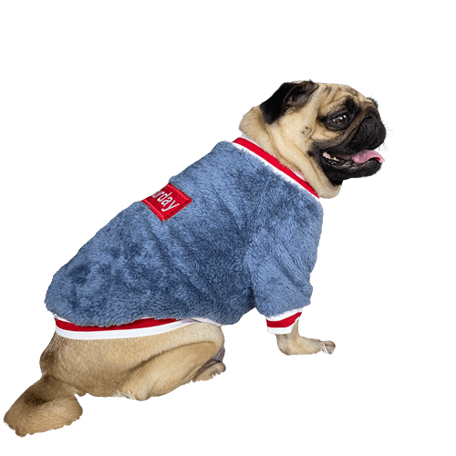 Fluffy Saturday Pet Sweater UK PET HOUSE