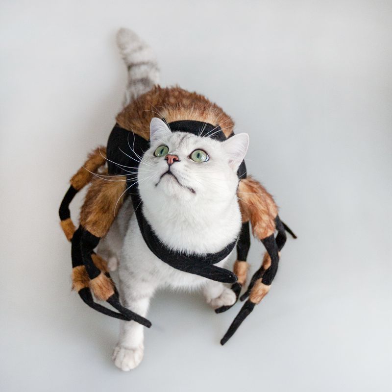 Halloween Pet Spider Costume Cool Cosplay UK PET HOUSE