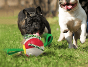 Interactive Football With Tabs Inflated Toys for Pets UK PET HOUSE