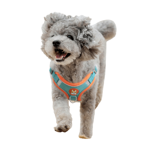 Leash Vest with Chest Strap UK PET HOUSE