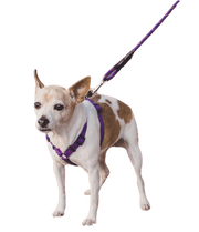 Pet Climbing Rope/Leash (Multi Colors) UK PET HOUSE