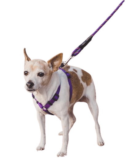 Pet Climbing Rope/Leash (Multi Colors) UK PET HOUSE