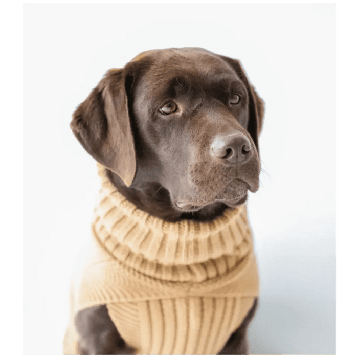 The Jazz Dog Jumper in Camel UK PET HOUSE